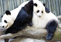Giantpandaphotos:  Bai Yun And Her Son Xiao Liwu At The San Diego Zoo On July 6,