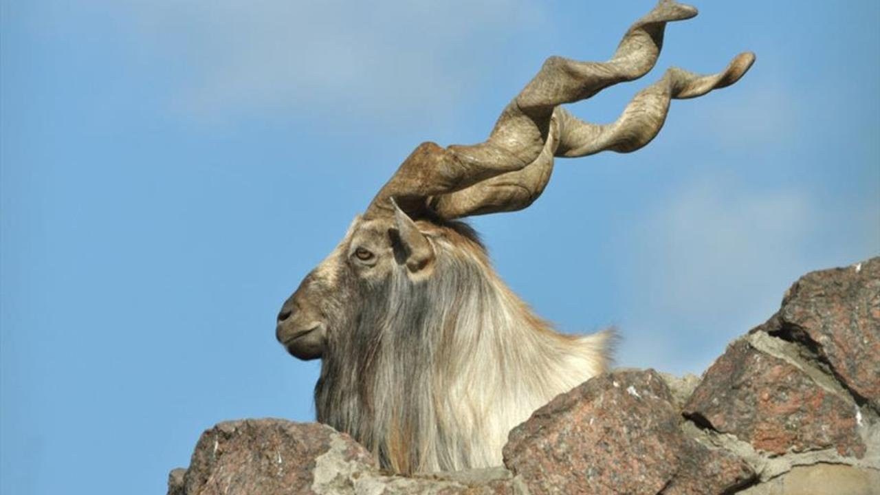 yagyou: This is an appreciation post for the coolest horned animals.Feel free to