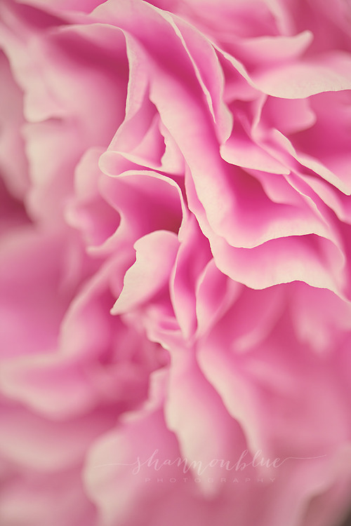 floralls:  pink peony  (by shannonblue) 