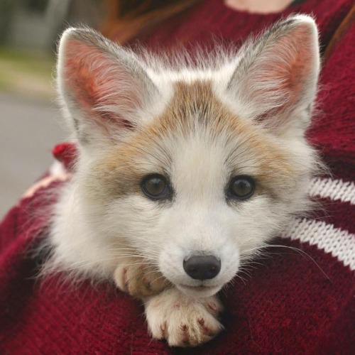 everythingfox:AwwwwwwKhala the Fox