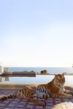 classyhustler:  Tiger | source | more 