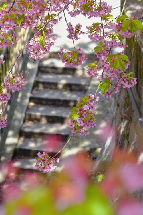 chitaka45: 京都 一条戻橋 河津桜&amp;メジロ 桜2020 kyoto ichijo-modoribashi cherry blossoms