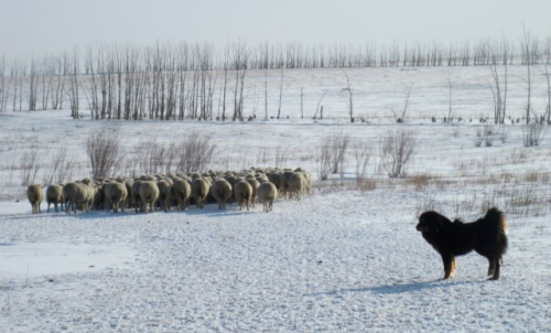 livestockguardiangod:The Mongol nomadic livestock guardian, the Bankhar Dog, source.