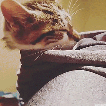thenatsdorf:Hoodcat. (via raisingnalah)