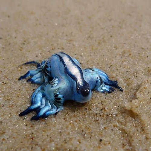 meet the Glaucus atlanticus! It is a sea slug. it is blue. it is tiny.