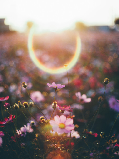 drxgonfly:Pink Cosmos Field (by t*tomorrow)