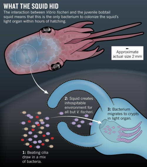 designinbiology:  The relationship between a squid and its live-in bacteria without this symbiosis, 