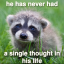 couch-raccoon