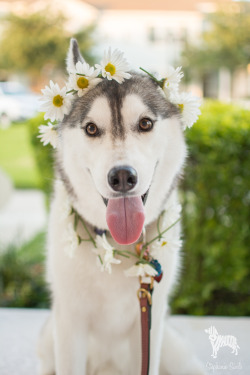 Hotdiggitydog-Blog:  Huskyhuddle:  April Showers Bring May Flowers!  He’s So Lovely!