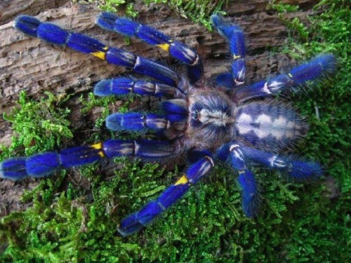 vita-insectum:zooophagous:thecoolestanimalblog:Different Tarantula Species1.Cobalt Blue2.Purple Bloo