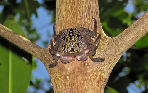 typhlonectes:Mangrove Tree Crab (Aratus pisonii), Ding Darling National Wildlife Refuge, Sanibel Isl