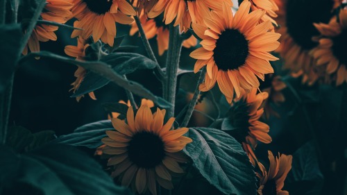 King Of Summer Flowers