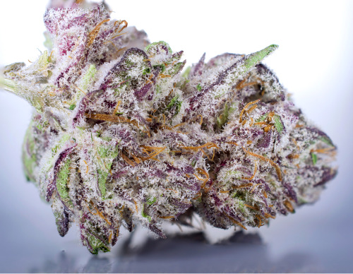 hotweedpics:Platinum CookiesI haven’t smoked any bud in years, and I don’t chance it bec