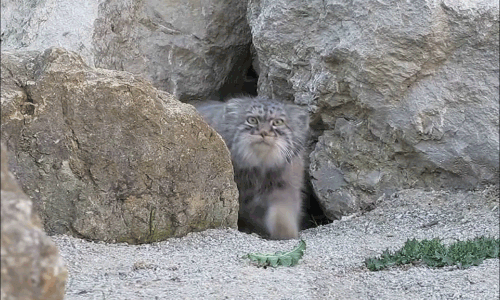 skunkbear:  Here’s an Otocolobus manul — nature’s Grumpy Cat — discovering a camera trap outside it’s den. Camera traps are used by biologists to lean about rare animals’ behavior, abundance, and health — just by setting up a solar-powered