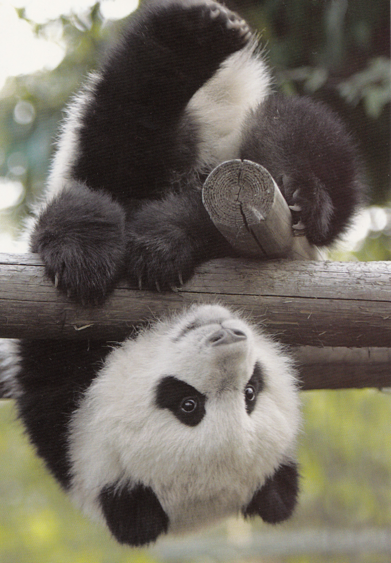 giantpandaphotos:  © Clarecui. 