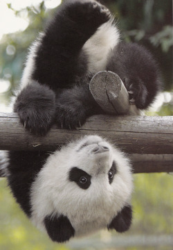 Giantpandaphotos:  © Clarecui. 