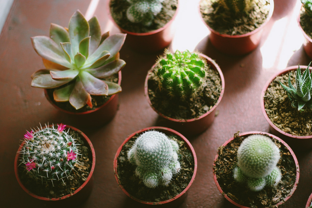 shoepastryheart:There’s something going on in our attic.