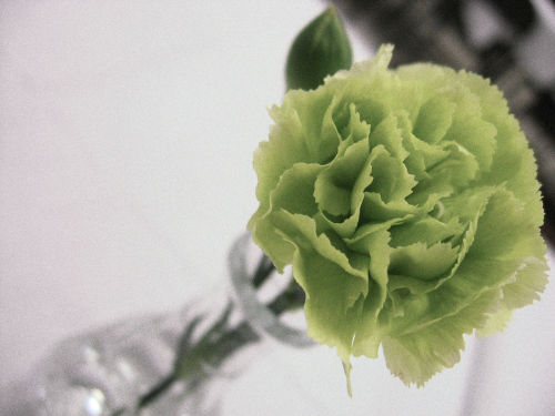 bailxrganas: green carnation network a network for adult mlm (18+, or check here) rules: reblog or l