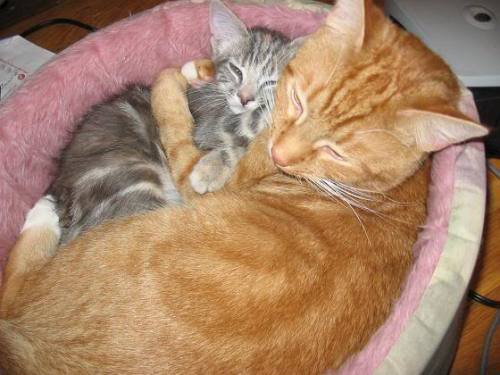 johncoveredinjam:  Here are some pictures of cats hugging. Enjoy your day. 