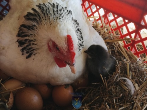 Freshly-hatched chicks from our mama hen, Grace Shell-y.A very happy morning at the Hyperborean Gard