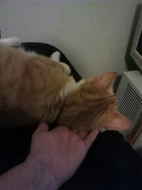 atalantapendrag: I was scrolling through my dash when Boston decided he wanted a pillow with fingers