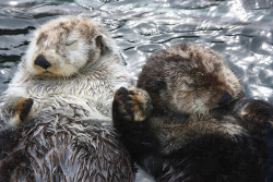 dailyotter:  Snoozing Sea Otters Hold Hands