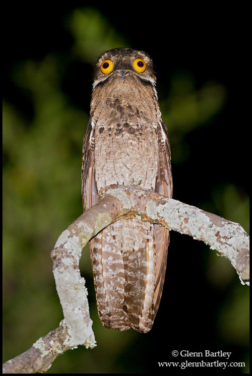 catsbeaversandducks:  The Potoo Bird Always Looks Like It Just Saw Something Absolutely Horrifying. OMG… All the cuteness via BuzzFeed 