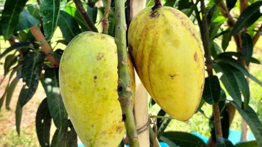 Fazli Mango