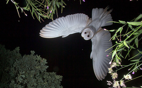 art-tension: Roy Rimmer Amateur photographer captures stunning night-time shot of an owl on Flickr R