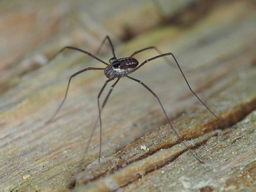 onenicebugperday:Harvestman, Caddo agilis, OpilionesFound primarily in the northeastern United State