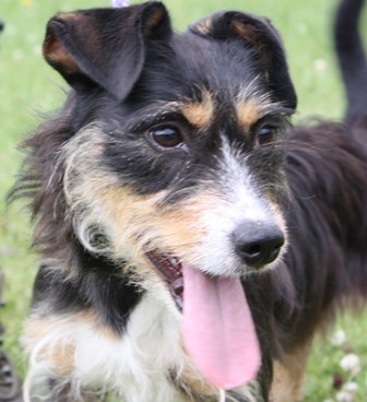 animalcharitiesuk:Dog of the DayRosy from All Dogs Matter, London/Norfolk. Click for more info on ad