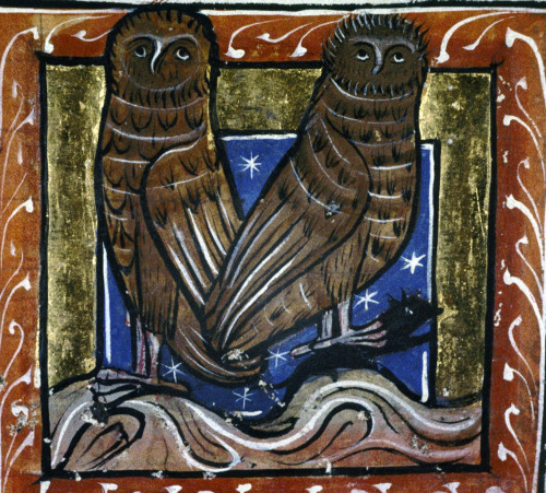 discardingimages:owlsBestiary, England 13th centuryBodleian Library, MS. Bodl. 764, fol. 73r