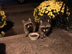 bobdude0:Remember those pet raccoons I mentioned some time ago? Well they’re still around. We wound up setting up a little hutch out behind our house that they could live in while also not breaking the whole “you can’t cage a wild animal” law.