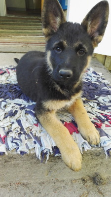 handsomedogs:  My little German sheperd boy Mako, is growing bigger and bigger every day.