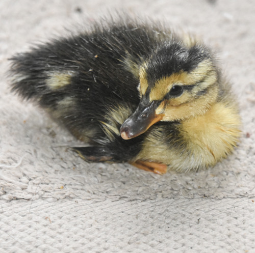 THE DUCKLING SAGAI have a neighbor with a few chickens and ducks, she doesn&rsquo;t know much ab
