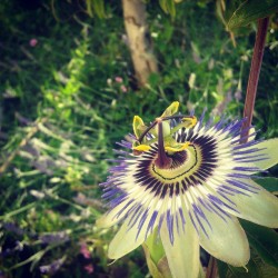 fscocampo:  Lo spettacolo della natura: passiflora