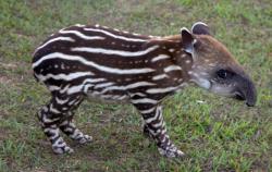 babytapirs:princessdinky:  tapirus terrestris