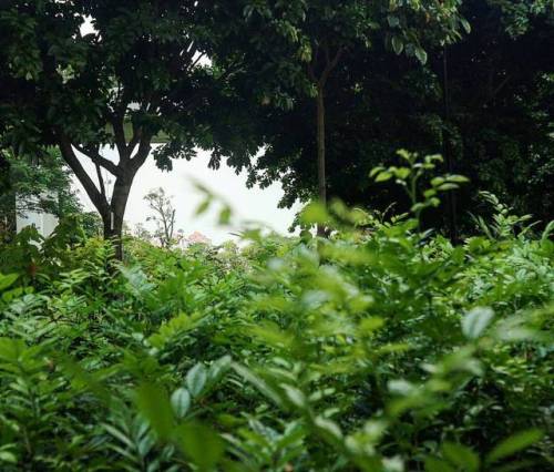 Green . . . . . . . #green #nature #sentosa #leaves #trees #singapore #canonph #canoneosm10 (at Sent