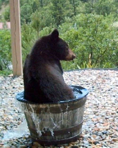 tamorapierce:Bears.  Always abscondulatin’ with your water.