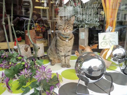 Flower Shop Cat , Hereford (via Ann Roberts)