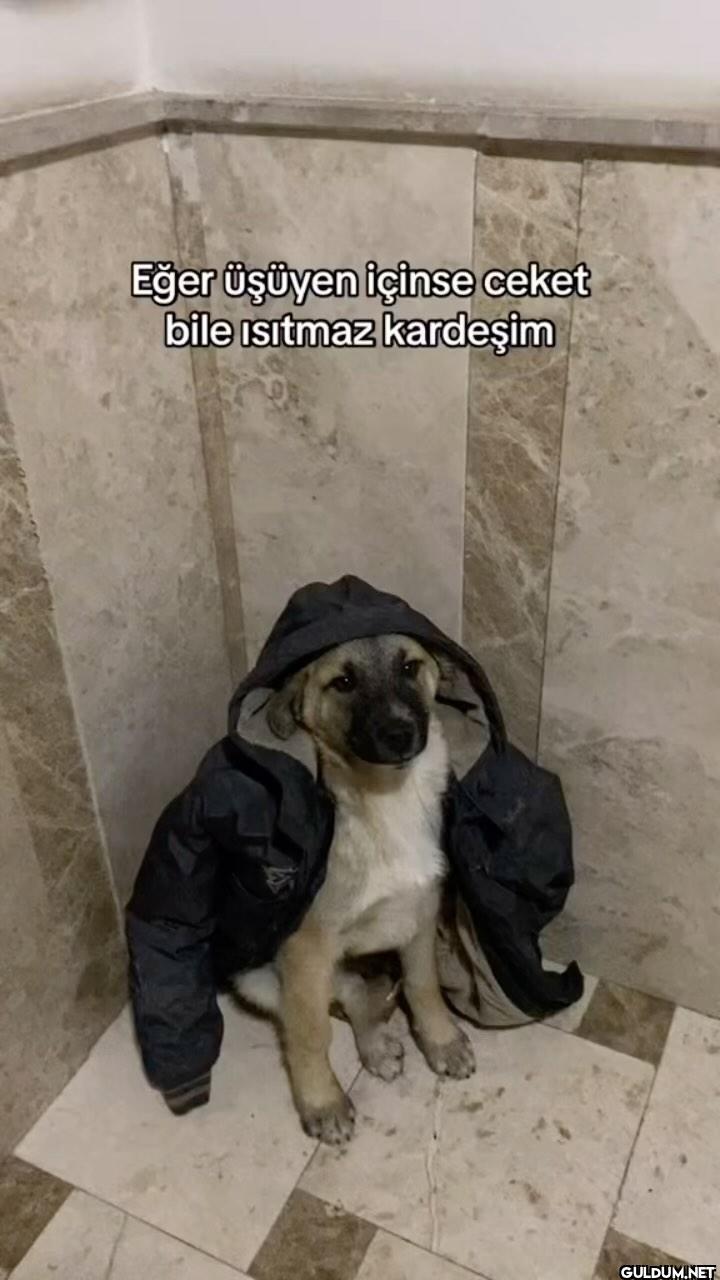 üzülme be köpek...