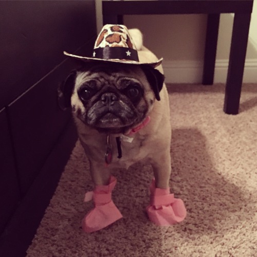 halloween-things:My dogs this Halloween.