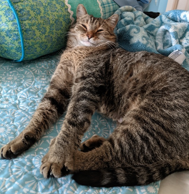 A photo of Willabee, a brown tabby cat. She is laying down on a bed and doing a full body stretch.