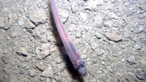 Life in the Deep FreezeEarlier this year, scientists found a fish living in thin layer of seawater, 