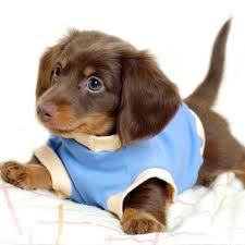 amoying:  puppies in sweaters hee hee hee  puppy in sweater hoo hoo hoo  puppies in sweaters ha ha ha  