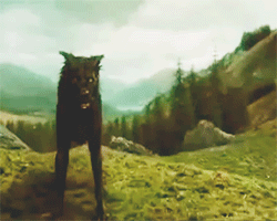 mandrakescry:  Mischief Managed ϟ Marauder Era Challenge → Day 04 - Character
