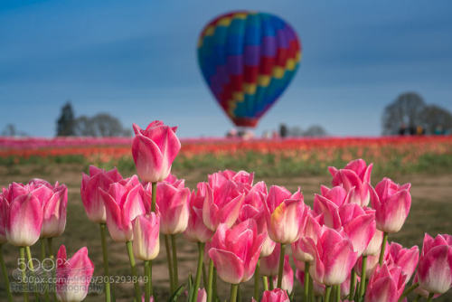 Pink tulips with hot air balloon in distance by freebilly