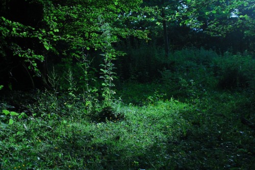 buron: Midsummer in the Sacred Grove (8) ©buron - June ‘14