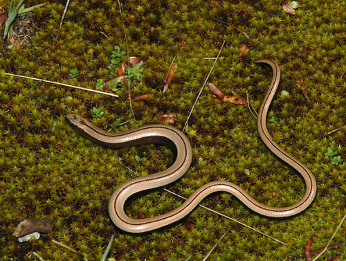 wapiti3:Anguis fragilis, or slow wormTommi Sandberg-Lars Bergendorf photographersSLOW WORM!!! I LOVE