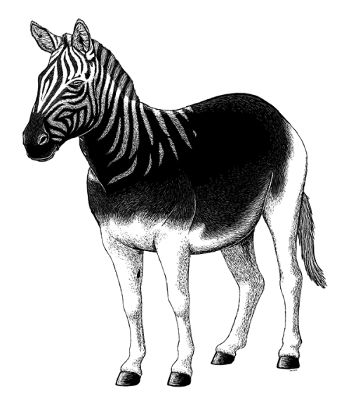 alphynix:Holocene Extinction Month #12 — QuaggaThe quagga (Equus quagga subsp. quagga) was a S